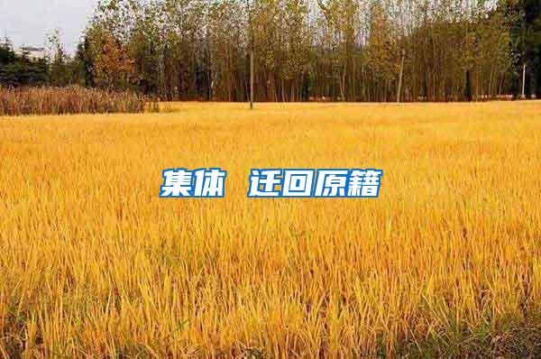 集体 迁回原籍
