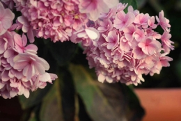 留学生落深圳户口政策2022积分入户流程