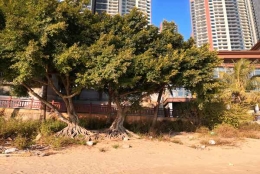 深圳户口集体户利弊觉得不好解决，怎么办？