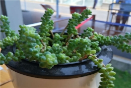 海归深圳落户条件，别指望政策等着你！