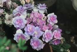 核准证落深户考高级职称入户深圳经历