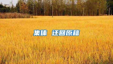 集体 迁回原籍