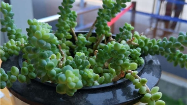快速掌握深圳学校集体户口落户技巧！