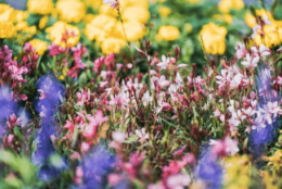 深圳留学生落户政策及条件是什么